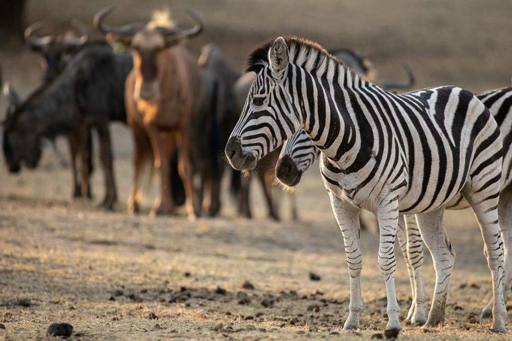 Hotel Kiyala Guest Farm Mbombela Zewnętrze zdjęcie